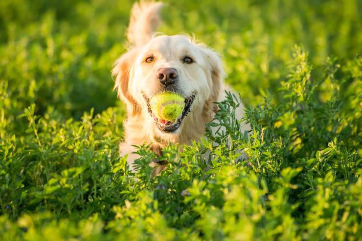 razze di cani da riporto