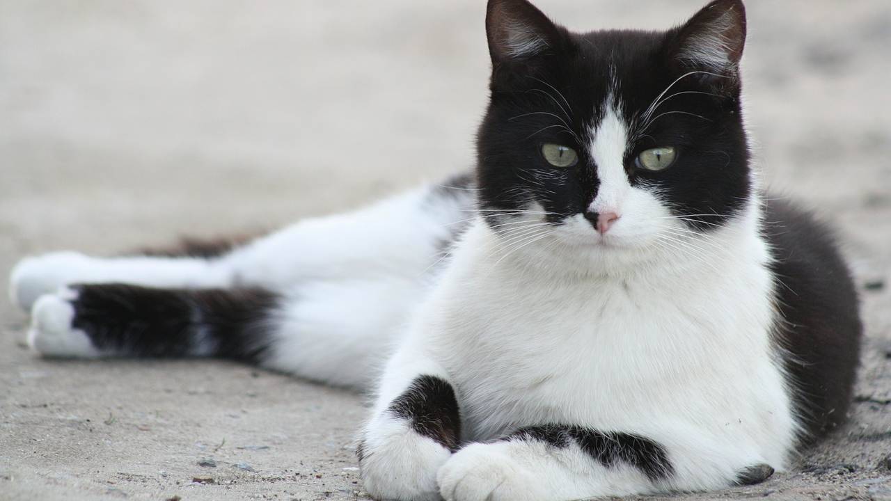 Nomi Di Gatti Maschi Bianchi E Neri
