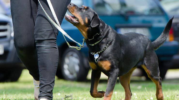 cane rottweiler padrone cani mentire bugie ingannare