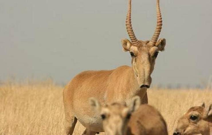 saiga