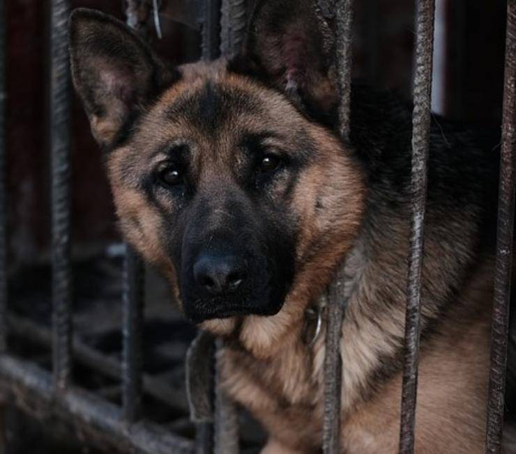 cane segregato sgabuzzino aiuto