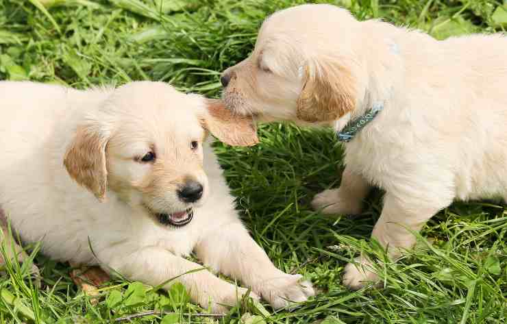 socializzazione cuccioli di cane