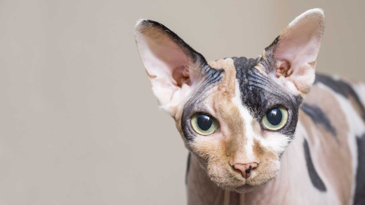 gatto sphynx