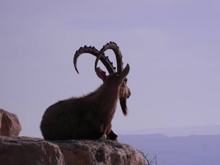 stambecco nubia