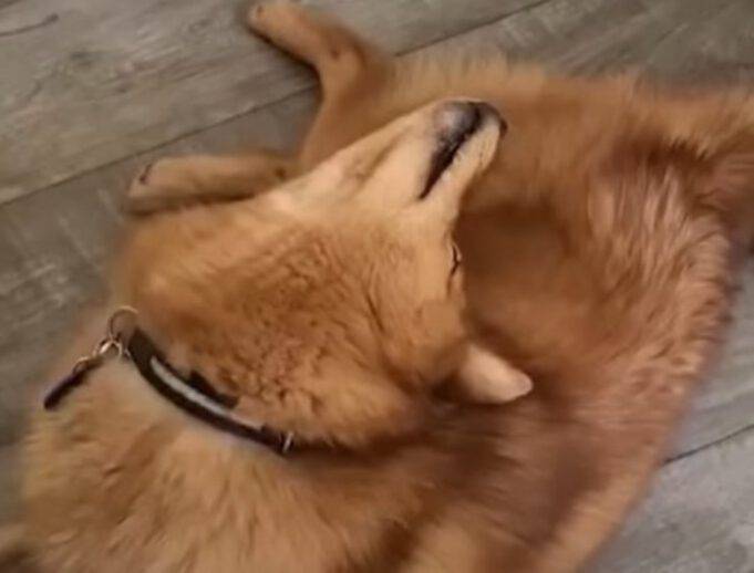 Kiko, il cane che gira la testa come la bambina di The Ring VIDEO