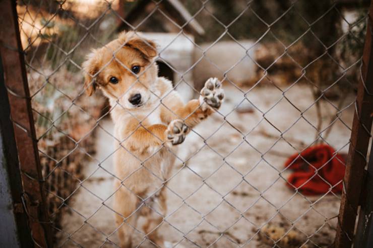 tre anni cagnolina famiglia 