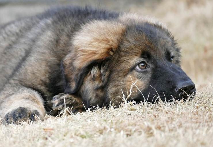 cagnolina piange rifugio