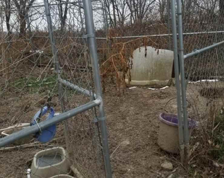 tre anni cagnolina famiglia 