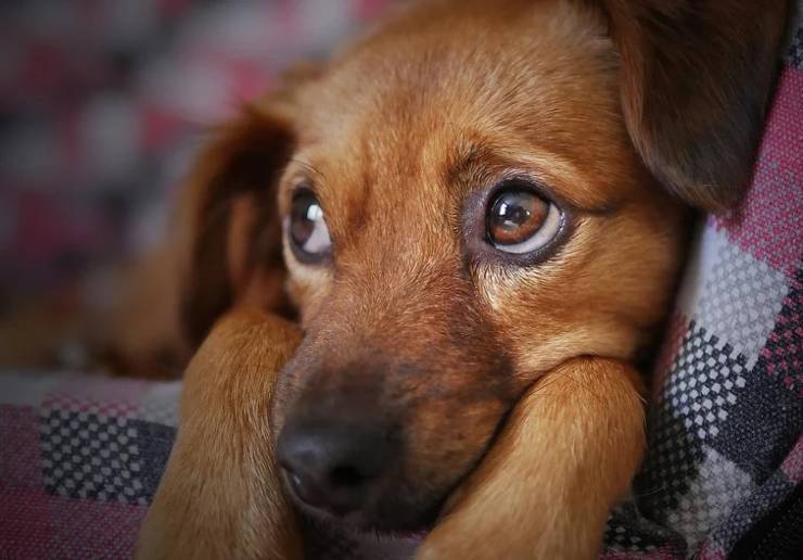 cane scappa pensione amico