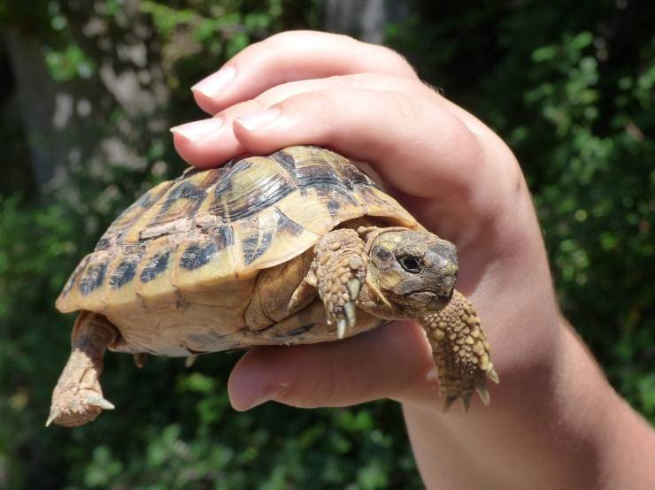 Tartaruga in mano a un bambino