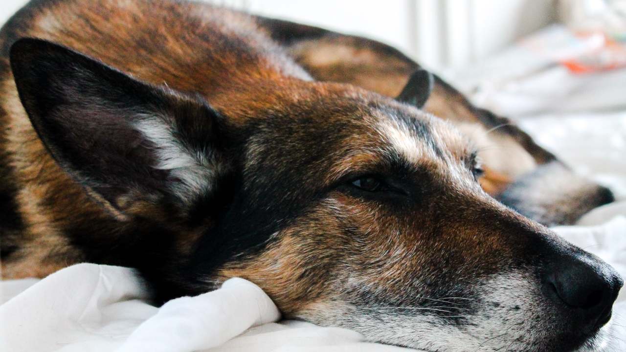 cane dormire dorme gira su sè stesso