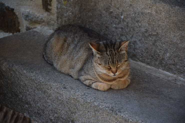 gatto polpetta