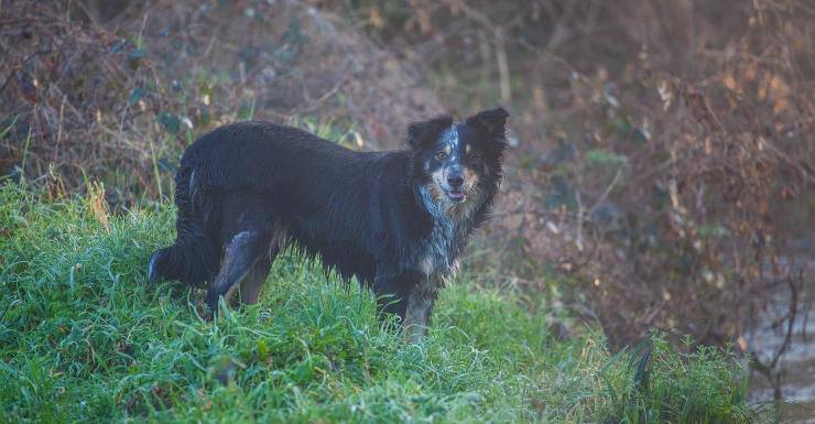 Fido nel bosco