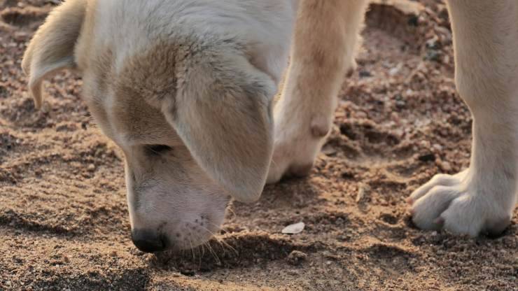 Cane bianco alla ricerca di cibo (Foto Pixabay)