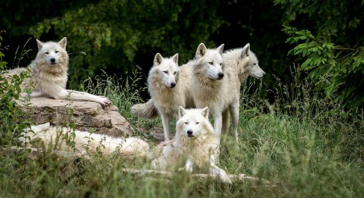 Loups dans la nature