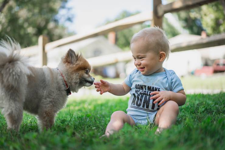 cane aiuta bambino salire letto