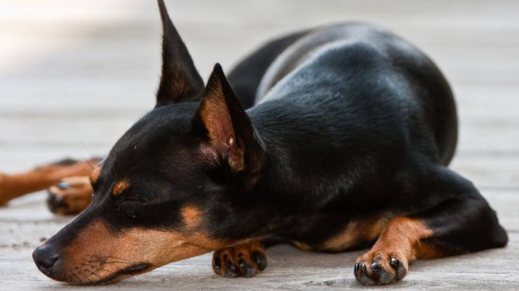 Diète zwergpinscher nain pinscher manger