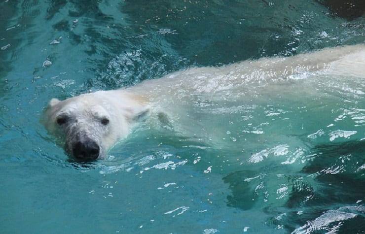 orso polare in acqua