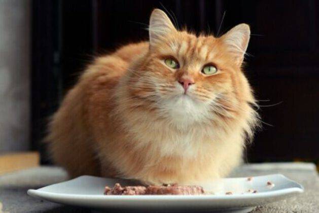 Gatto Annusa Cibo Ma Non Mangia