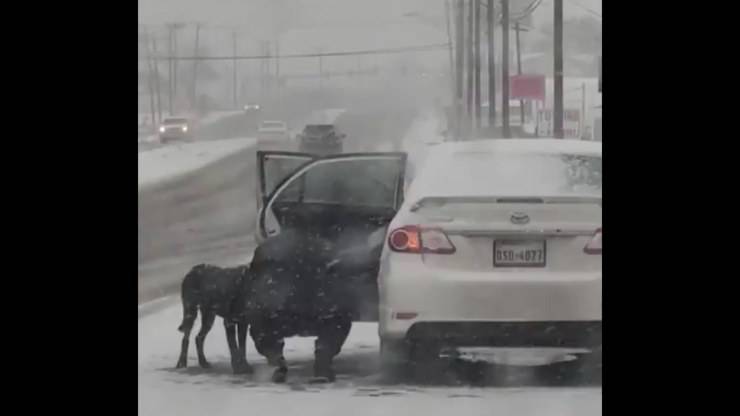 cane tempesta neve autostrada salvato