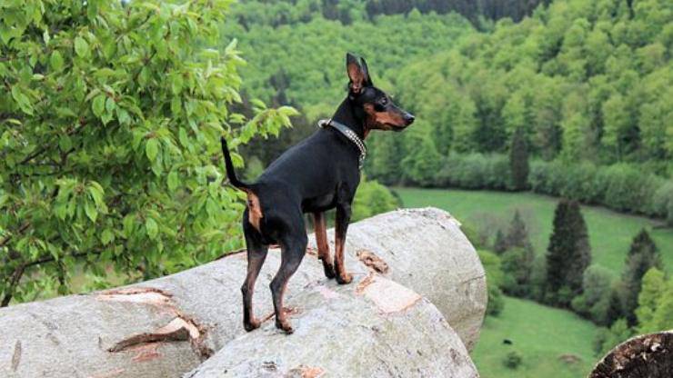 cane Zwergpinscher pinscher nano