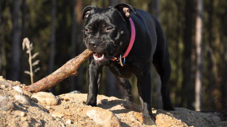 Staffordshire Bull Terrier Maladies courantes Problèmes de santé