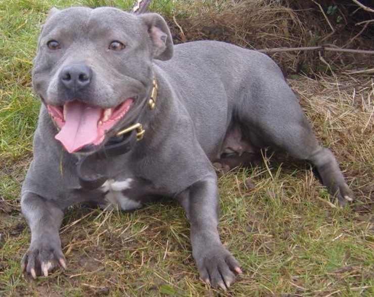 Staffordshire Bull Terrier malattie comuni problemi salute