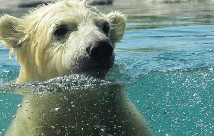 foto orso polare 