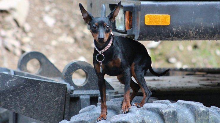 pinscher nano Zwergpinscher cura pelo lavare pulire