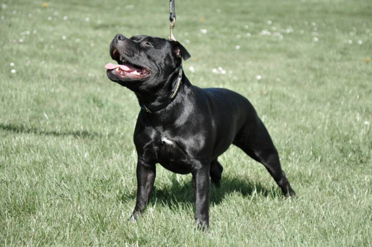 Staffordshire Bull Terrier razze cani compatibili
