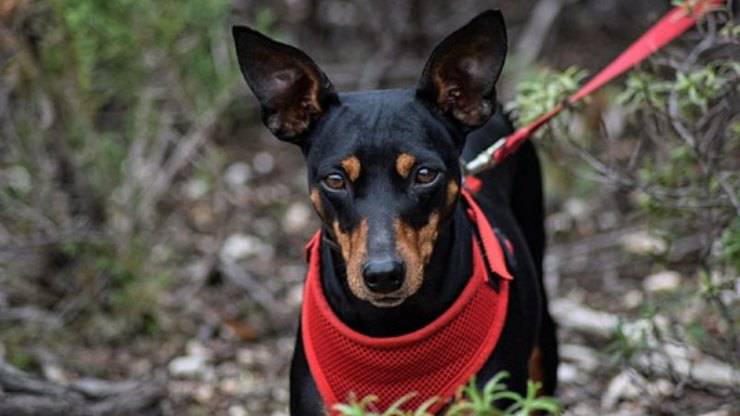 pinscher nano Zwergpinscher cura pelo lavare pulire