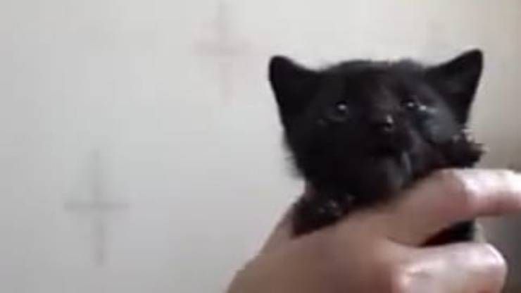 Uno dei gattini ritrovati (foto video)