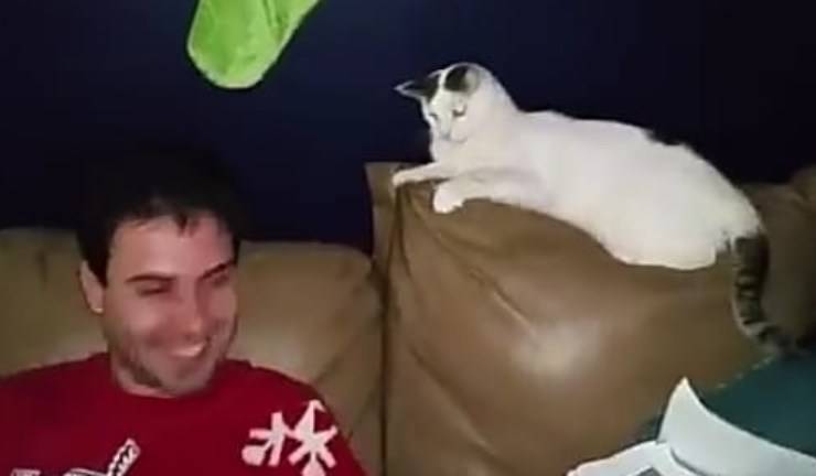 Le chat et le propriétaire (photo vidéo)