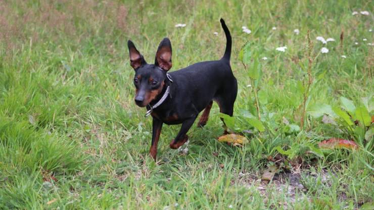 pinscher nano Zwergpinscher curiosità origini storie