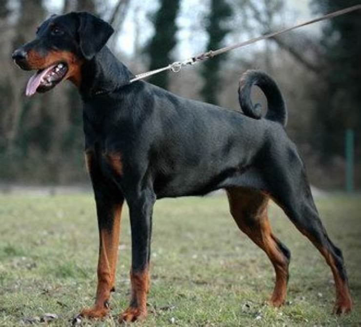 dobermann