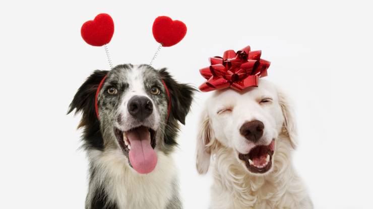 cane cani ci amano amore san valentino