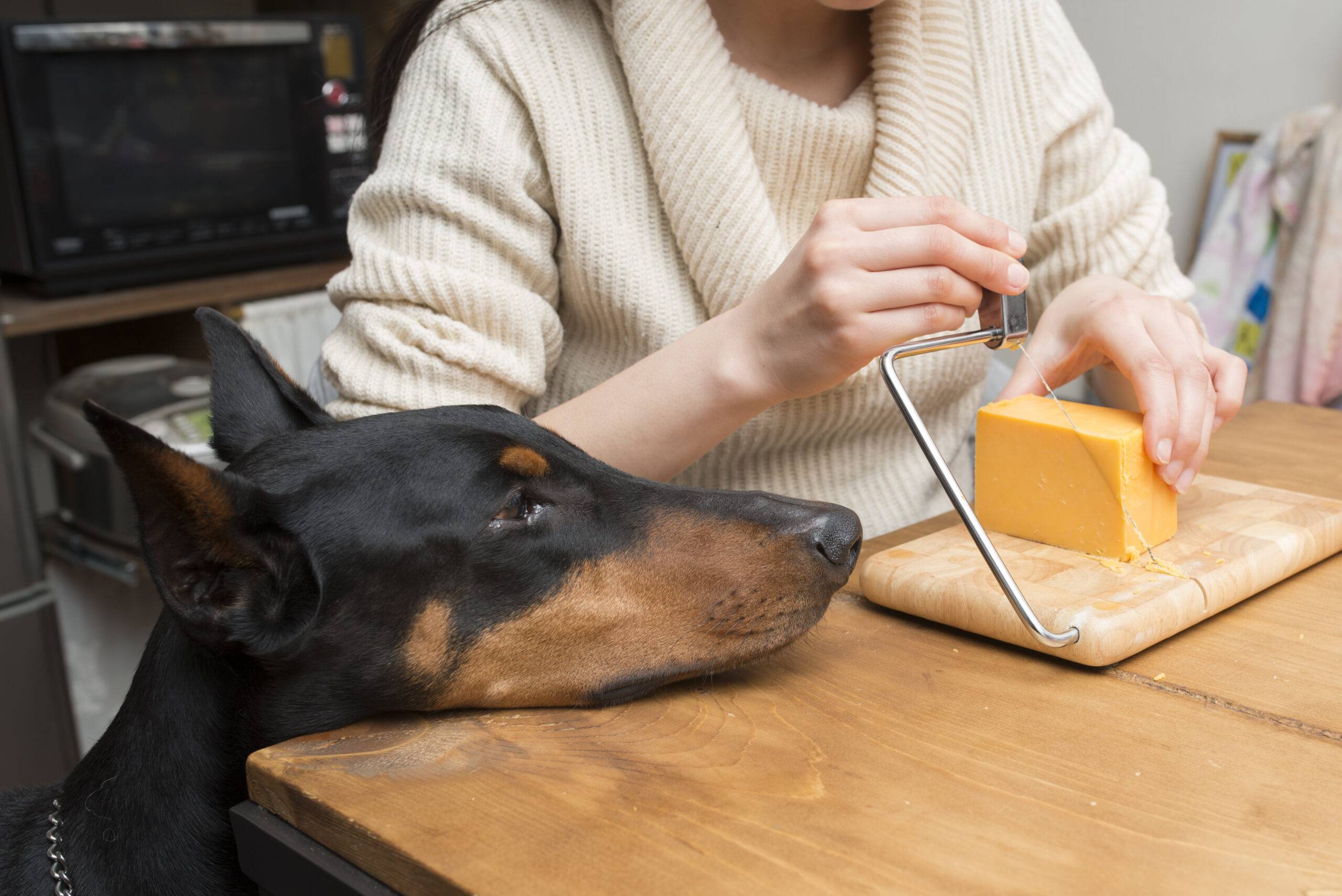 Cosa dare da mangiare al Dobermann adulto