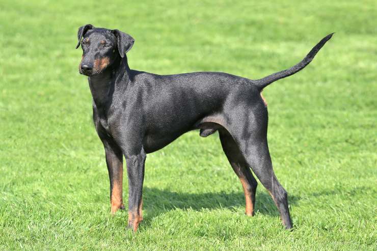 Razze di cani per case con giardino: Manchester Terrier