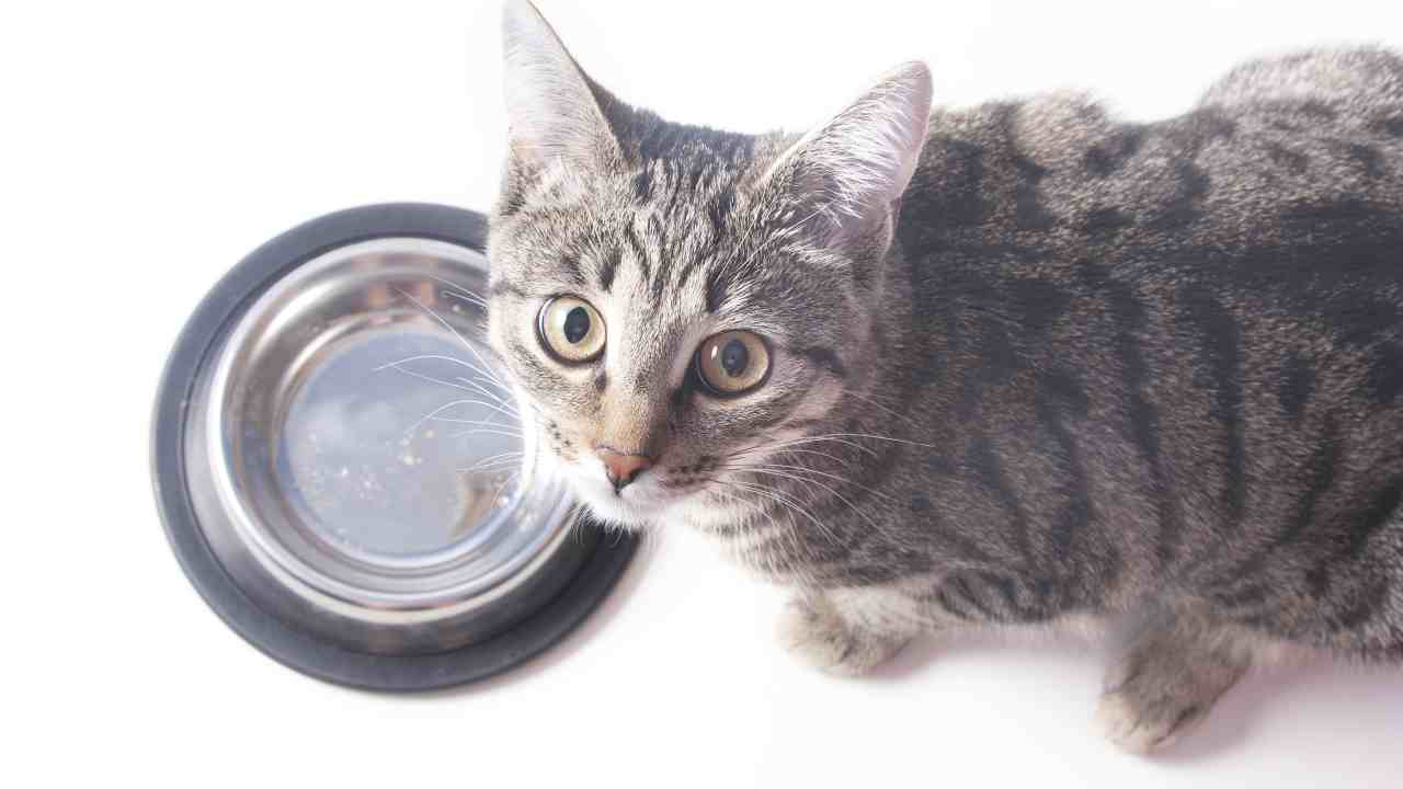 Il gatto può mangiare le capesante?