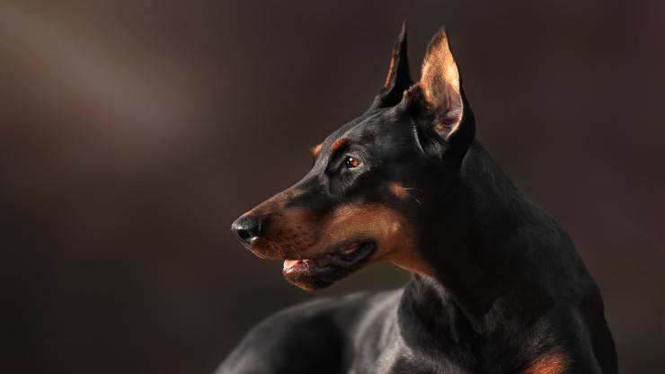 Curiosità sul Dobermann