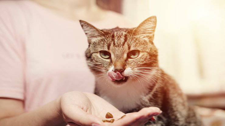 Gatto chiede cibo ma non lo mangia