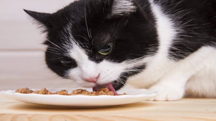 Dieta anti-invecchiamento cerebrale del gatto