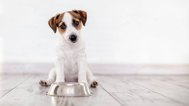 cane cani ci amano amore san valentino