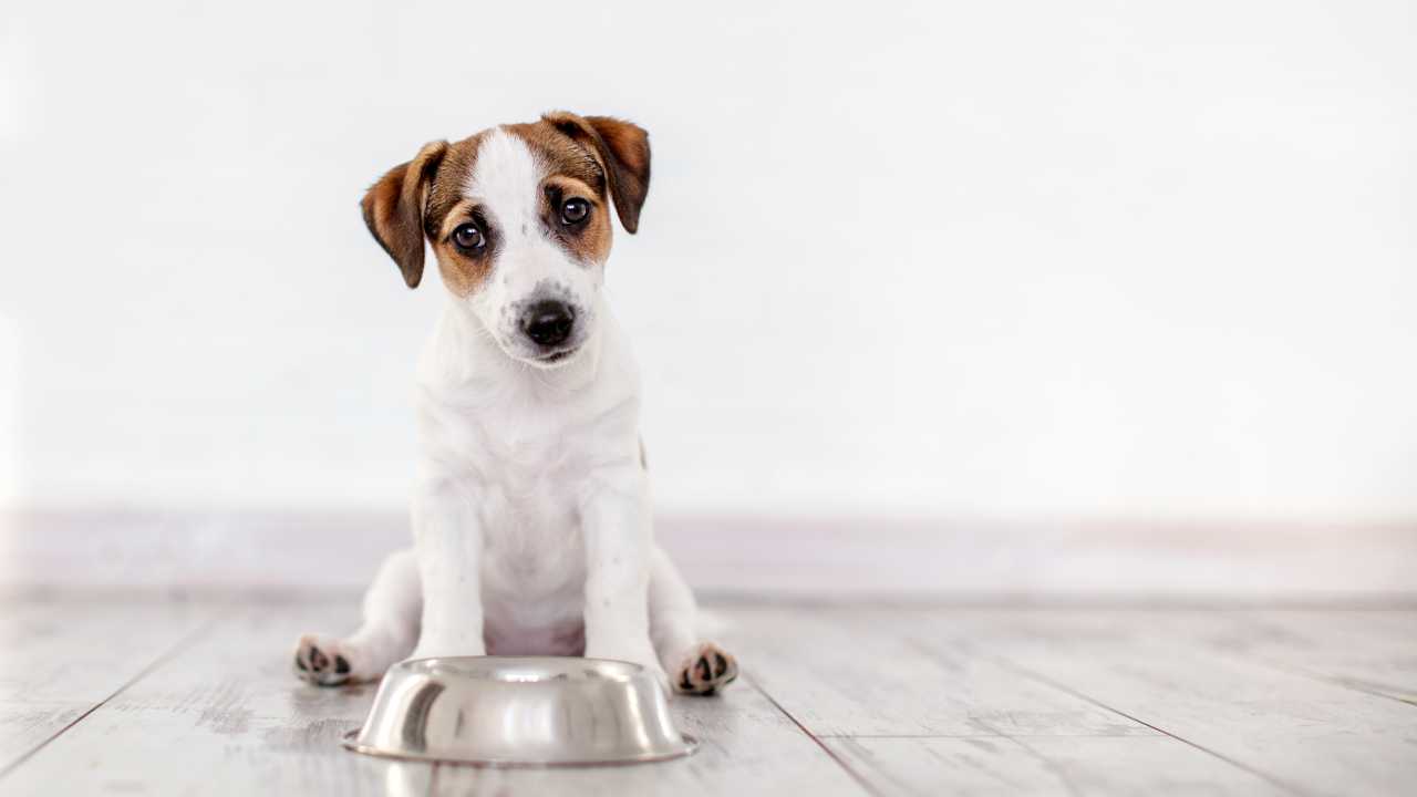 Il cane può mangiare frutti di mare?