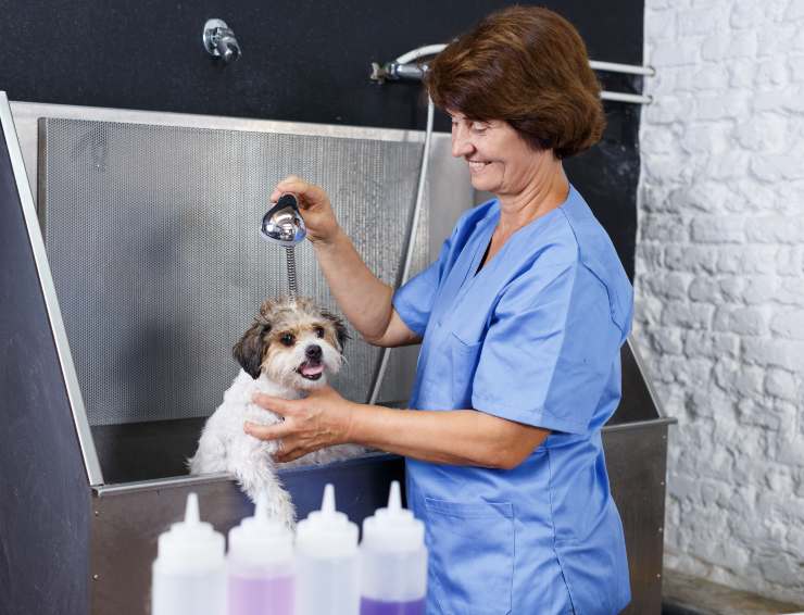 Operatrice lava un cane