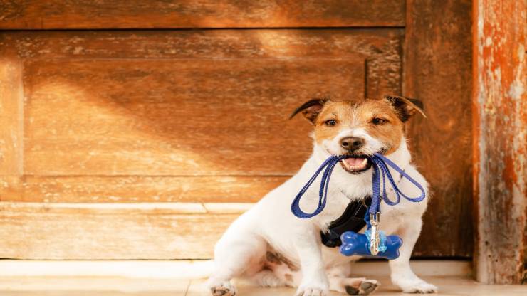 Il cane deve fare i bisogni