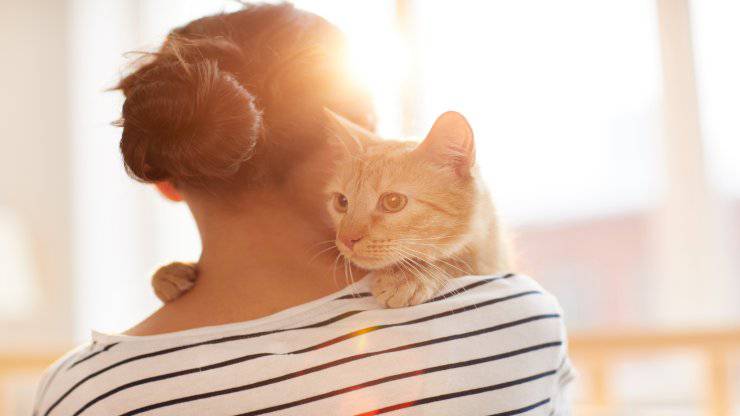 Il gatto capisce se abbiamo il ciclo mestruale