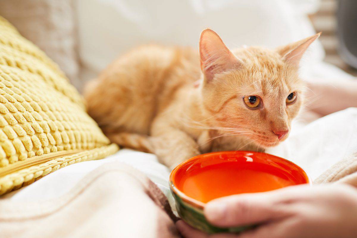 Il gatto non mangia ma beve cause, rischi e cosa fare Il gatto non mangia ma beve cause, rischi e cosa fare