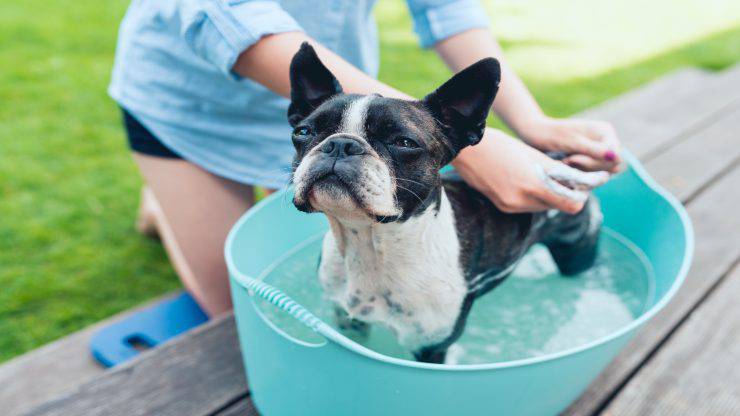 Cura del pelo del Boston Terrier