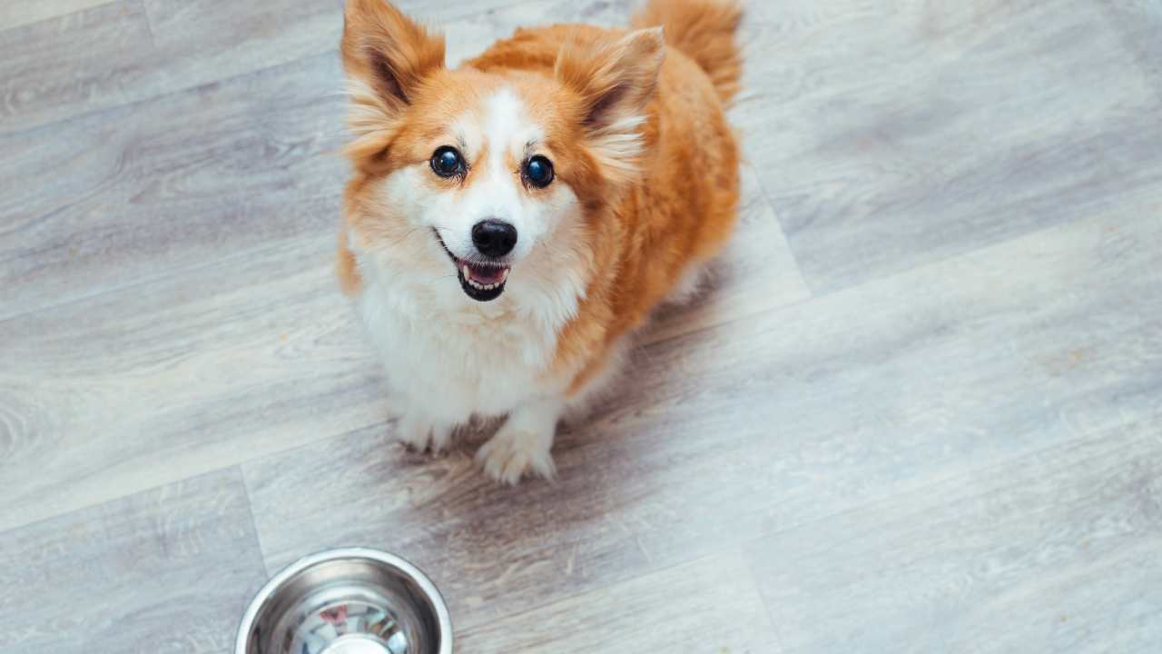 Un chien peut-il manger des pétoncles?